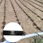 0.8L/h Flat Emitter Drip Tape for Irrigation system